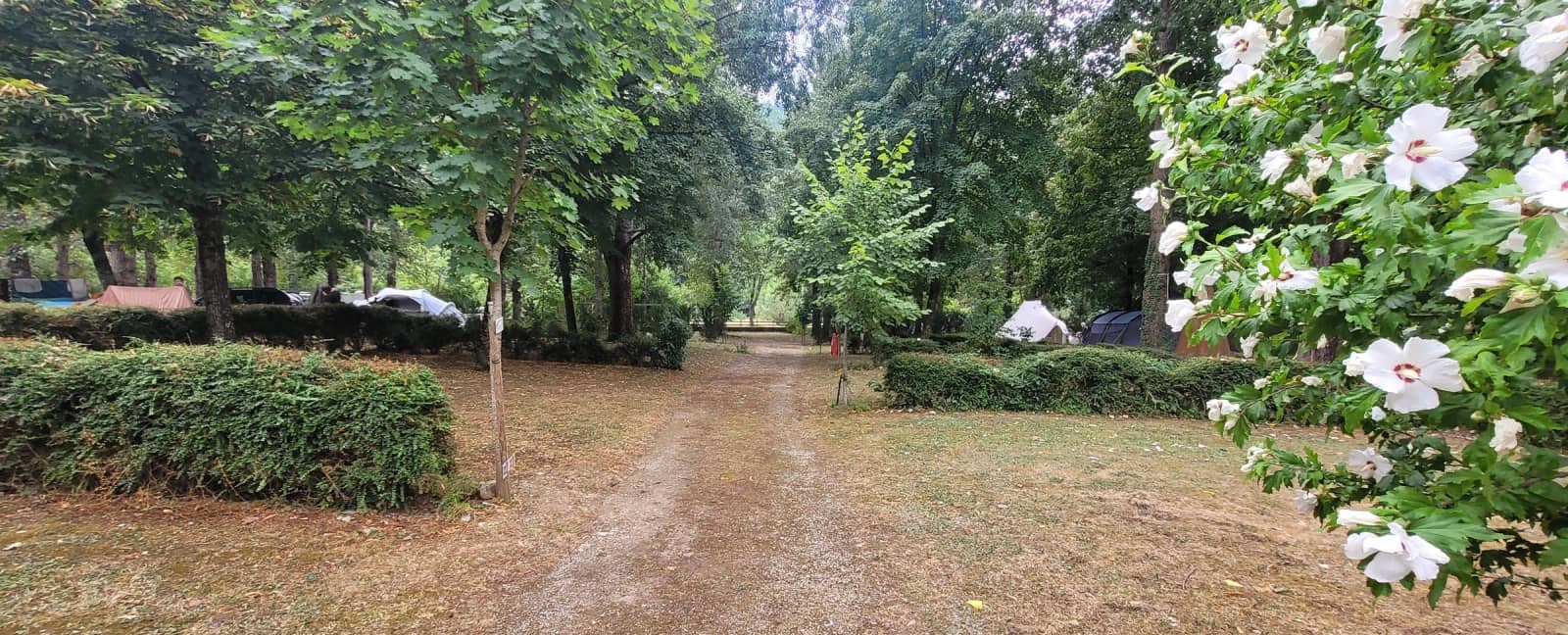 Het laantje over de camping, met hibiscus in bloei